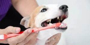What Are the Best Products for Dog Dental Care?