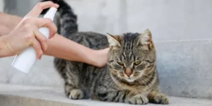 How Do You Protect Your Pet From Fleas, Ticks, and Other Parasites?