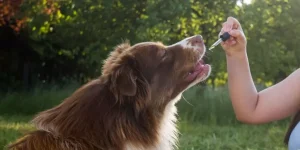 What Are the Most Effective Anti-Anxiety Products for Dogs?