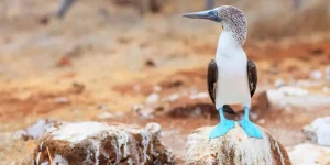 The Role of Perches in Bird Foot Health