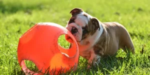 Must-Have Exotic Pet Toys for Mental Stimulation