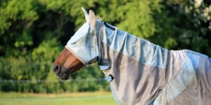 The Best Fly Control Products for Horses
