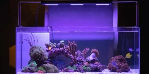 The Best Lighting Options for Vibrant Aquariums