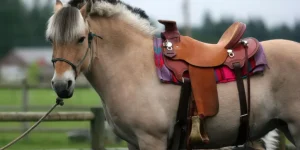 How Do You Choose the Right Saddle for Your Horse?