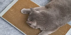 What Types of Scratching Posts Are Most Durable?