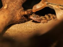 How Can You Create the Perfect Habitat for Your Exotic Pet?
