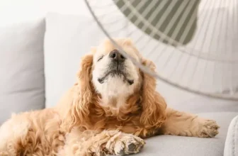What Are the Best Cooling Products for Pets in Hot Outdoor Conditions?
