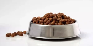 The Best Food Bowls for Mess-Free Mealtime