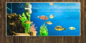 Eco-Friendly Fish Supplies for Sustainable Aquariums
