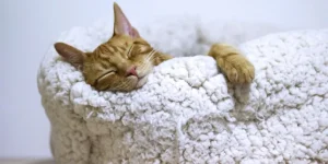 How Do Heated Cat Beds Benefit Your Pet in Winter?