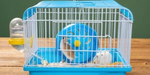 Tips for Keeping Your Small Pet’s Cage Organized and Clean