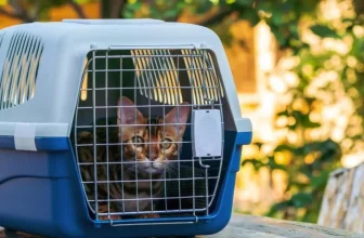 Top Portable Pet Carriers for Outdoor Travel and Camping