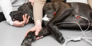 How Do Smart Pet Monitors Track Your Pet’s Health and Wellbeing?