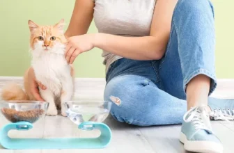 What Are the Must-Have Supplies for New Cat Owners?