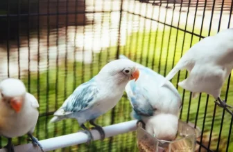 What Are the Essential Supplies for a New Pet Bird?