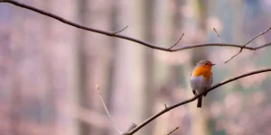 What Are the Benefits of Using Bird Harnesses for Outdoor Adventures?