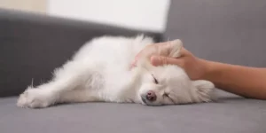 How Do You Keep Your Small Pet Comfortable in Hot Weather?