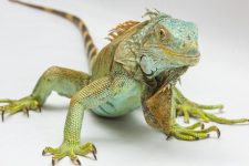 Creating the Ultimate Enclosure for Your Exotic Pet