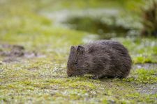 A Complete Guide to Creating a Perfect Habitat for Guinea Pigs