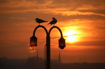 How Do Heated Perches Help Birds in Cold Weather?