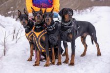 The Best Hiking Gear for Dogs and Pets