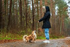 How Can You Use Outdoor Pet Gear for Training and Socializing Your Pet?