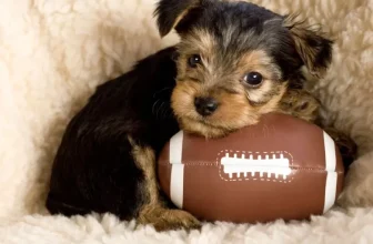 Top 5 Toys That Stimulate Your Small Animal’s Mind and Body