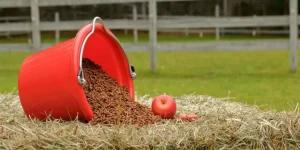 Feeding Essentials for a Balanced Horse Diet