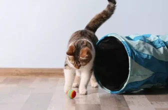 What Are the Best Exotic Pet Toys to Keep Your Pet Active and Engaged?