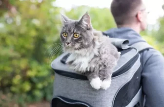 What Are the Best Outdoor Pet Backpacks for Carrying Small Pets?