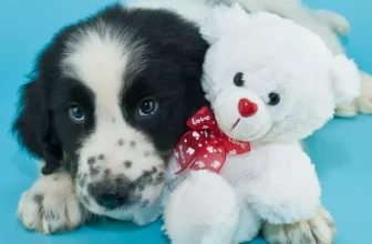 What Are the Best Small Animal Products for First-Time Pet Owners?