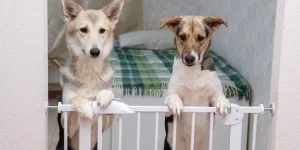 The Best Smart Pet Gates for Home Safety and Security