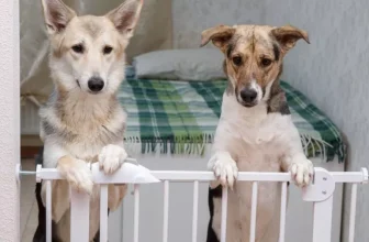 The Best Smart Pet Gates for Home Safety and Security