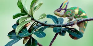 Understanding the Dietary Needs of Reptiles and Amphibians