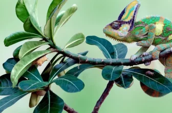 Understanding the Dietary Needs of Reptiles and Amphibians