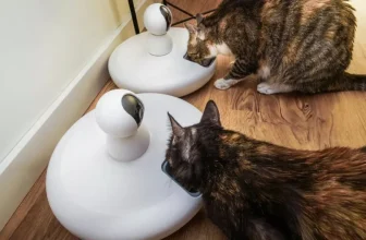 How Do Microchip Feeders Work for Multi-Cat Households?