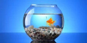 How Do You Maintain Water Quality in Nano Tanks?