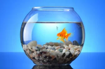 How Do You Maintain Water Quality in Nano Tanks?