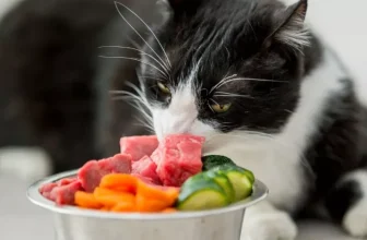 How Do You Maintain a Balanced Diet for Your Pet?