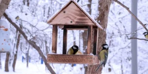 What Are the Best Natural Bedding Options for Birds?