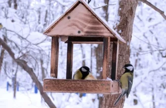 What Are the Best Natural Bedding Options for Birds?