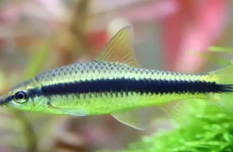 How Can You Prevent Algae Overgrowth in Your Tank?