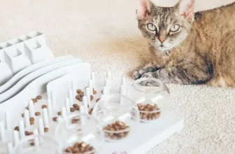 How Can Puzzle Feeders Improve Your Cat’s Mental Stimulation?