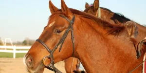 Choosing the Right Bits for Your Horse’s Needs