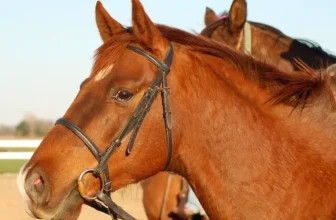 Choosing the Right Bits for Your Horse’s Needs