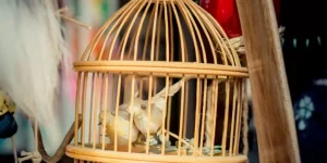 How Do You Select the Right Size Cage for Large Birds?