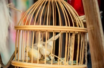 How Do You Select the Right Size Cage for Large Birds?