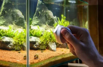 Safe and Effective Aquarium Cleaners for Glass Tanks