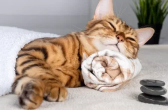 Seasonal Cat Care: Supplies You’ll Need Year-Round