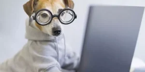 Top Smart Pet Products to Make Traveling With Your Pet Easier
